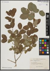 Foto von Salix aegyptiaca L.